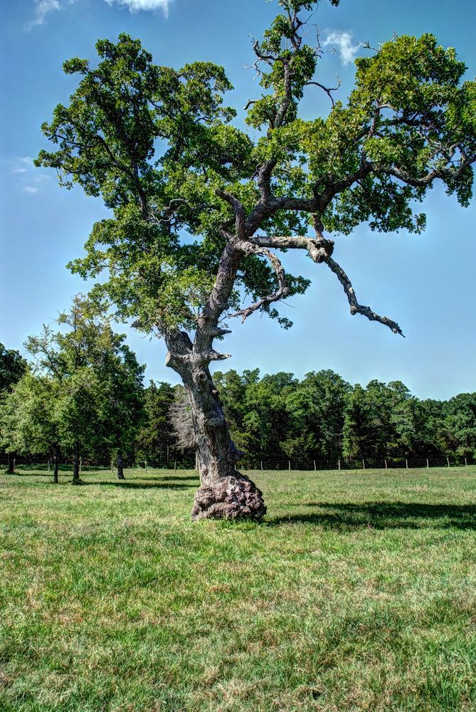 Grimes County Ranch: FM 3090 & CR 306, Anderson, TX 77830